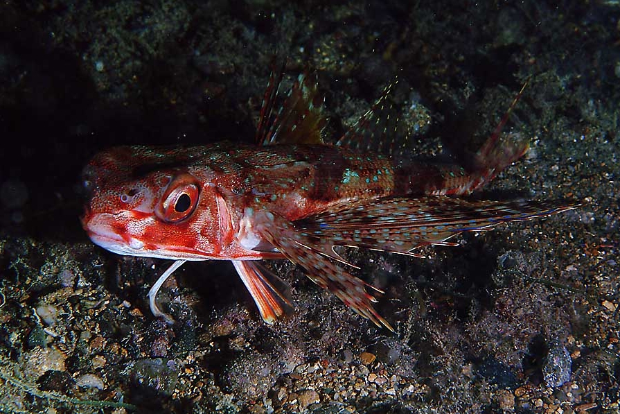 Dactylopterus volitans (Pesce civetta)